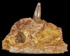 Spinosaurus Tooth With Jaw Section #61490-4